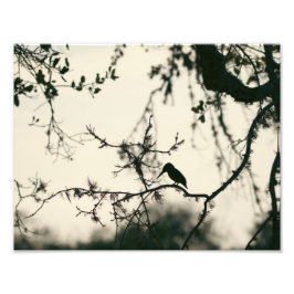 Foto Bird Silhouette