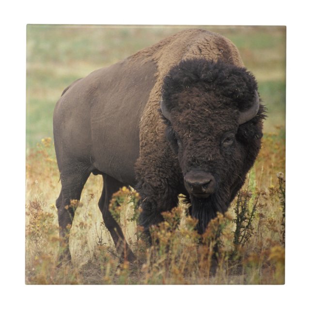 Foto Bison (Frente)
