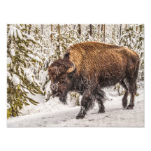Bison (Bison bison) - Buffalo - Neve - Yellowstone