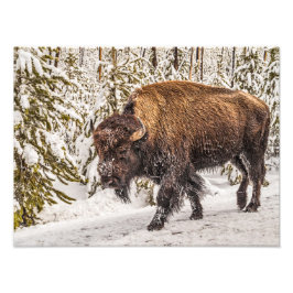 Foto Bison (Bison bison) - Buffalo - Neve - Yellowstone