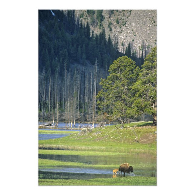 Foto Bison com vitelo no Parque Nacional de Yellowstone (Frente)