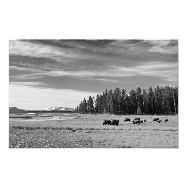 Foto Bison Grazing no Yellowstone Black and White (Frente)
