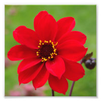 Bispo de Llandaff Dahlia