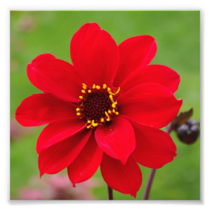 Foto Bispo de Llandaff Dahlia