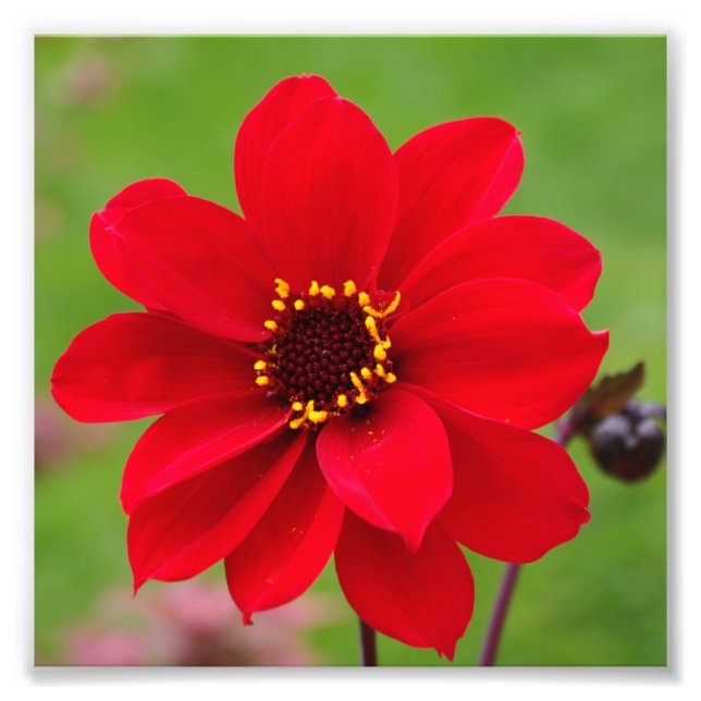 Foto Bispo de Llandaff Dahlia (Frente)