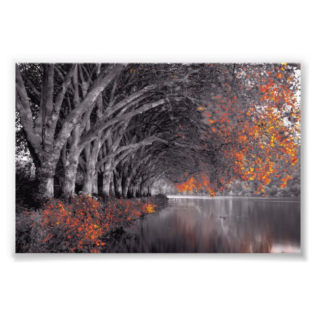 Foto Black and White Trees. Reflection in a lake. (Frente)