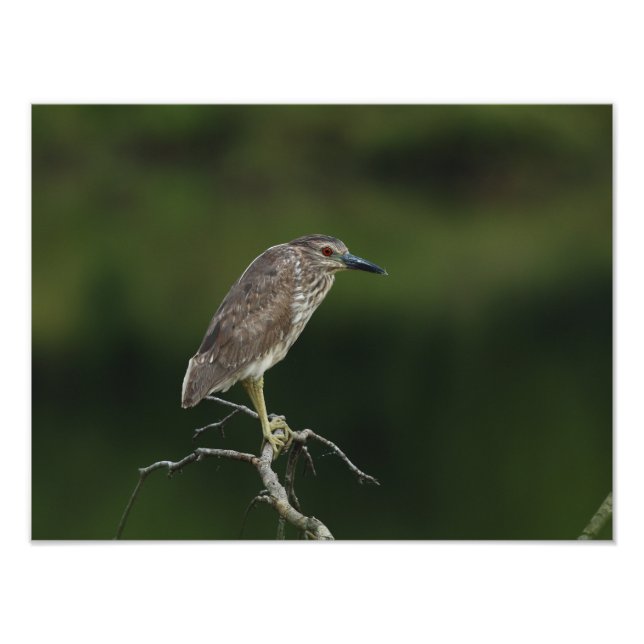 Foto Black Crowed Night Heron (Frente)