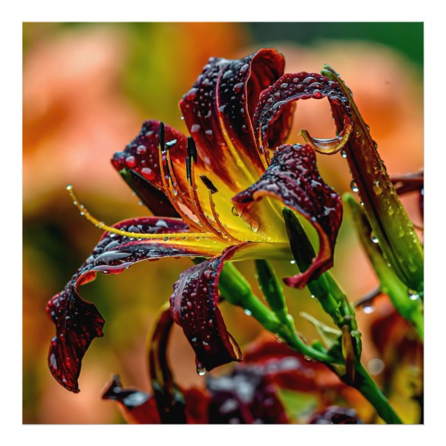 Foto "Black Plush" Daylily (Frente)