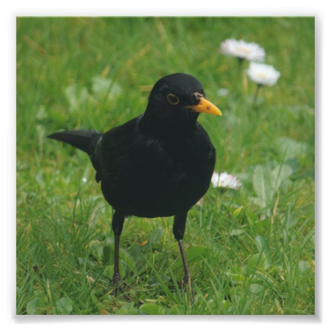 Foto Blackbird On English Lawn (Frente)
