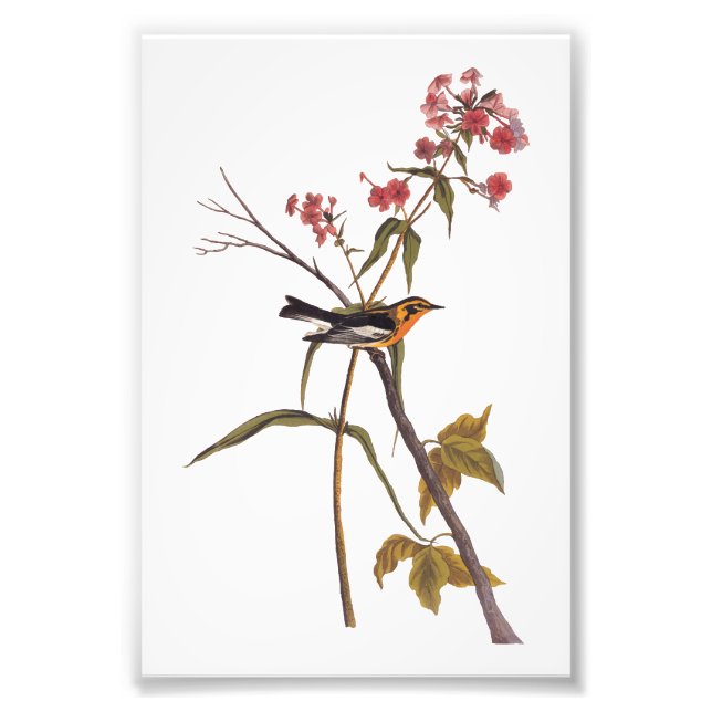 Foto Blackburnian Warbler Vintage Audubon Songbird Art (Frente)