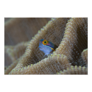 Foto Blenny fish Blenniidae), a cutucar a cabeça