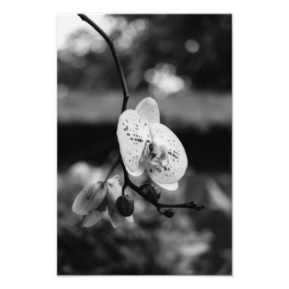 Foto Bloom da Orquídea Amante (B&W)
