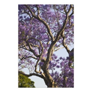 Foto Blooming em Jacaranda Trees em New Fazenda Park,
