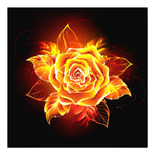 Foto Blooming Fire Rosa