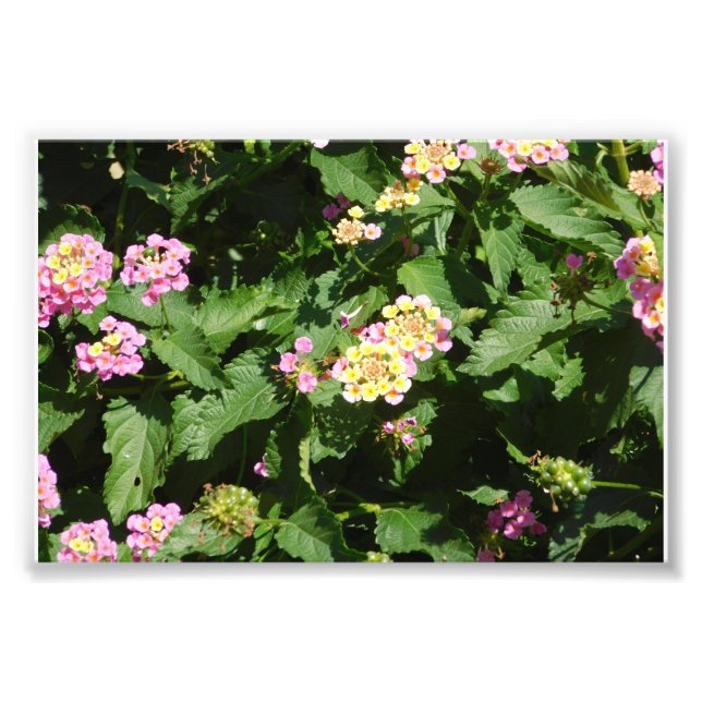 Foto Blooming Romance (Frente)