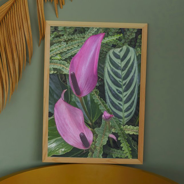 Foto Blooms de Anthurium rosa e folhagem de folhas (In Situ Framed)