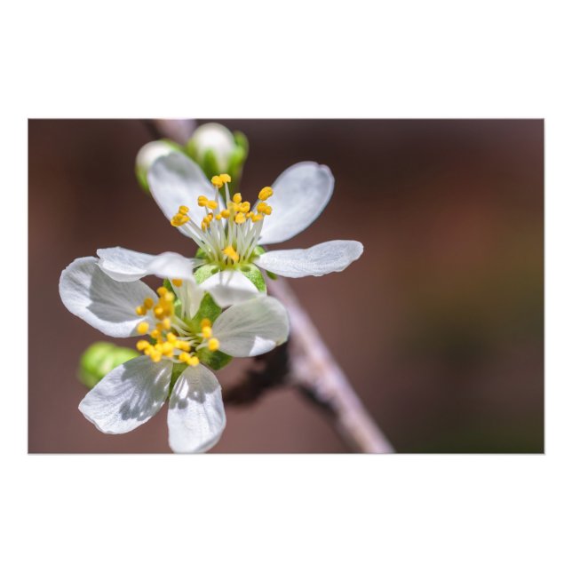 Foto Blossomas de ameixa (Frente)