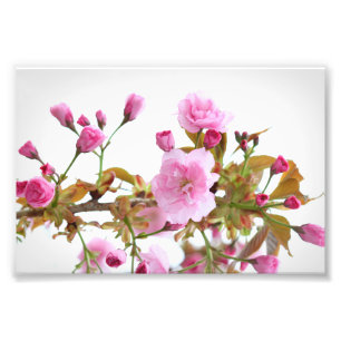 Foto Blossomas de Cereja Rosa Duplo em Primavera de Boa