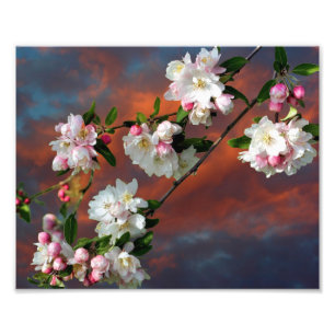 Foto Blossomas de Maçã Cor-De-Rosa E Branca Céu 8x10