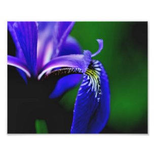 Foto Blue Flag Iris Flower Petal 8x10 Close Up