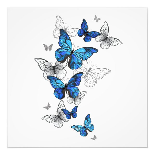 Foto Blue Flying Butterflies Morpho (Frente)
