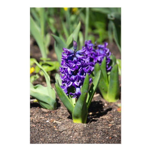 Foto Blue Geocinth em primavera (Frente)