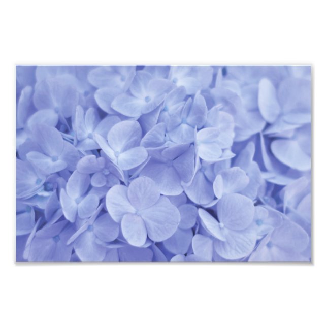 Foto Blue Hydrangea (Frente)