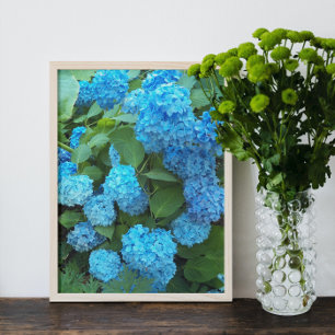 Foto Blue Hydrangea Blooms Floral