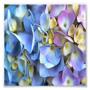 Foto Blue Hydrangea Shrub Artístico Bossom