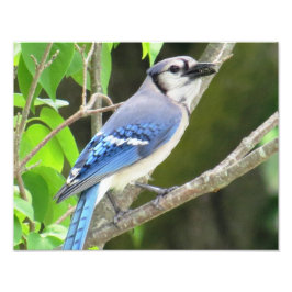 Foto Blue Jay