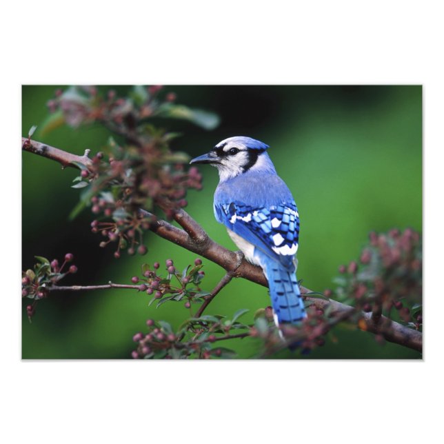 Foto Blue Jay, Cyaoncitta cristata (Frente)