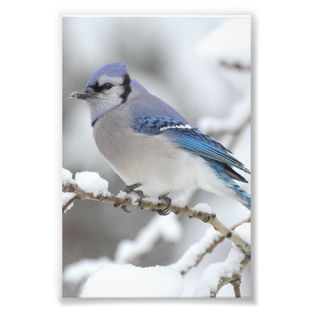 Foto Blue Jay de inverno (Frente)