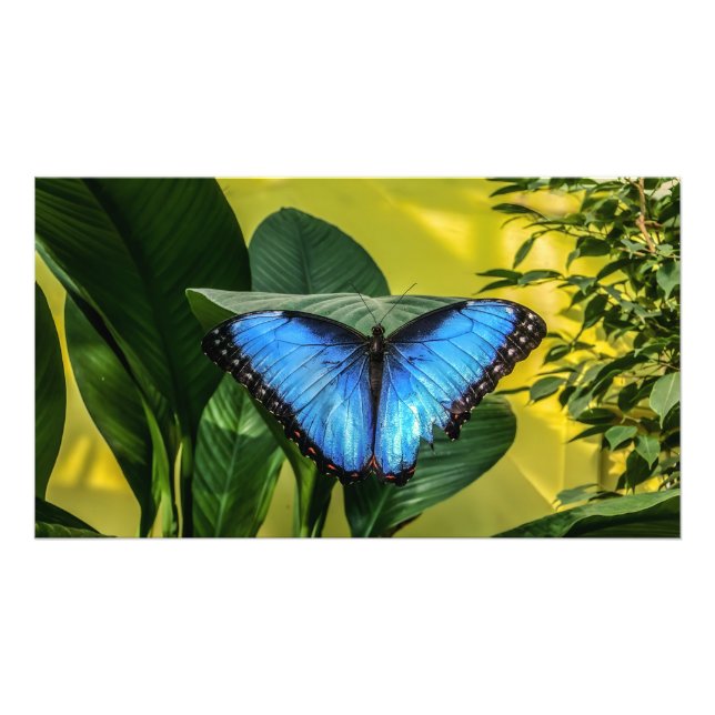 Foto Blue Morpho Butterfly Arte Floral (Frente)