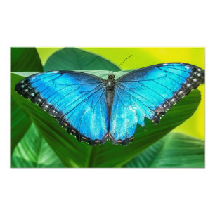Foto Blue Morpho Butterfly Arte Floral