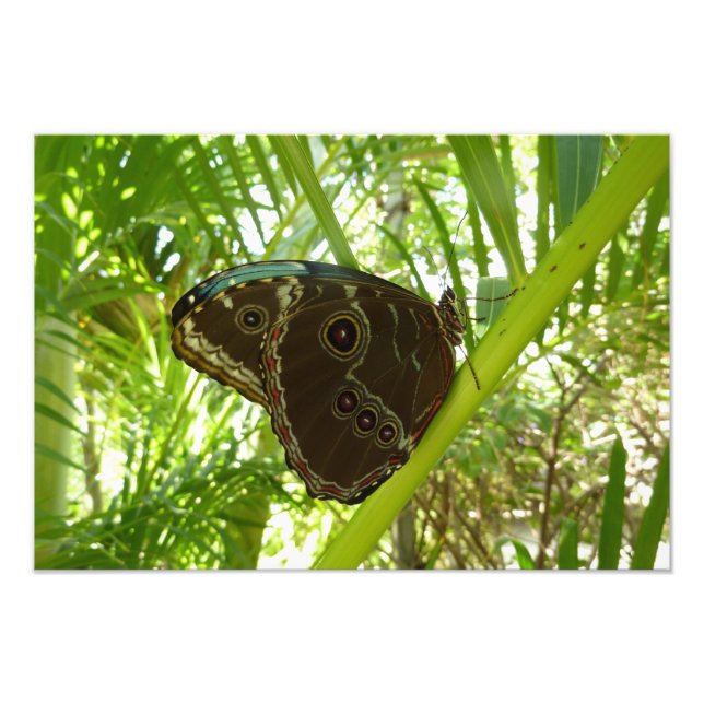 Foto Blue Morpho Butterfly Nature Photoshop (Frente)
