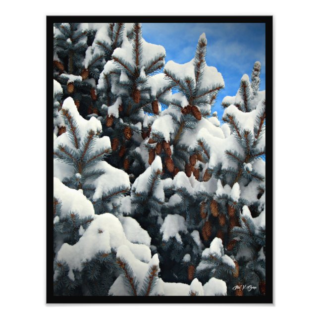 Foto Blue Spruce Snow Cones Color Wall Art Impressão (Frente)