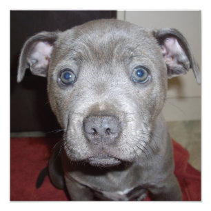 Foto Blue Staffordshire Bull Terrier Puppy