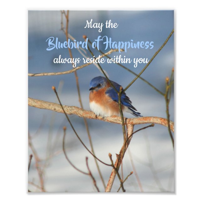 Foto Bluebird de felicidade Inspiracional 8x10 (Frente)