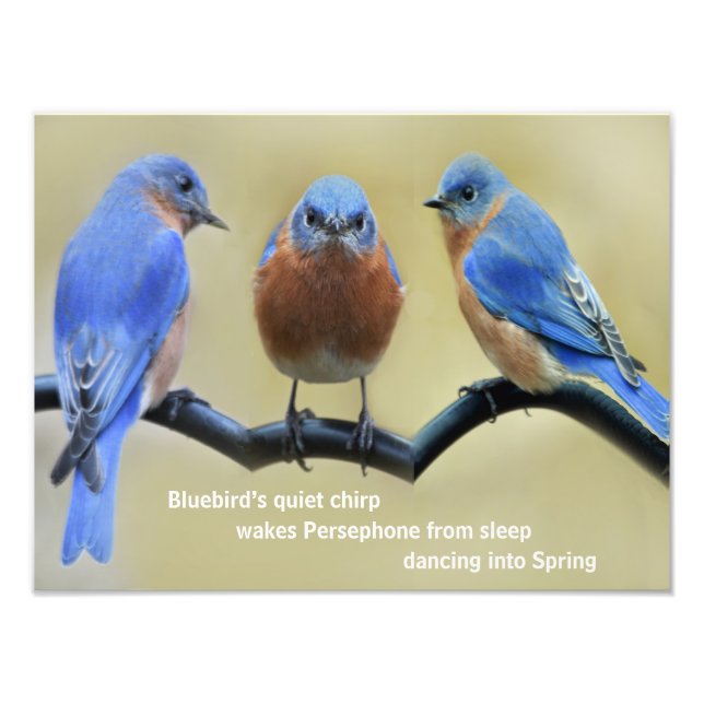 Foto Bluebird Haiku Poster (Frente)