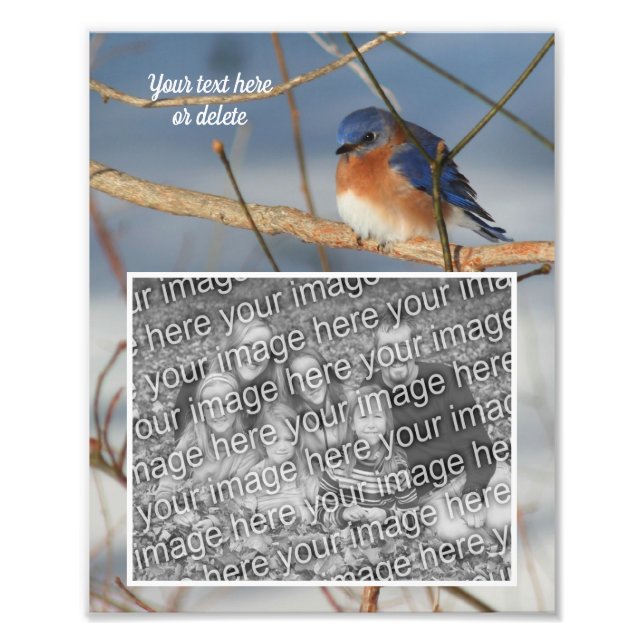 Foto Bluebird personalizado Crie seu próprio 8x10 (Frente)