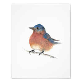 Foto Bluebird Watercolor Fine Art