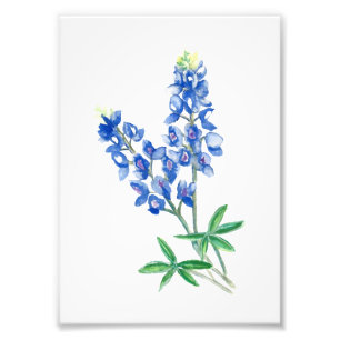 Foto Bluebonnet 1