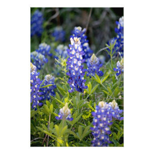 Foto Bluebonnet de Texas