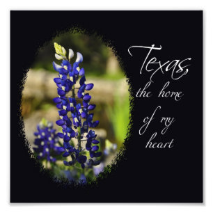 Foto Bluebonnet "Texas, a casa impressão do meu