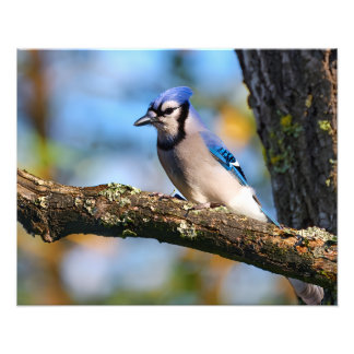 Foto Bluejay