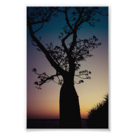 Foto Boab Tree Silhouette no Sunset Photo Impressão