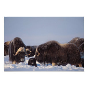 Foto boi e vaca de boi almiscarado, Ovibos moschatus