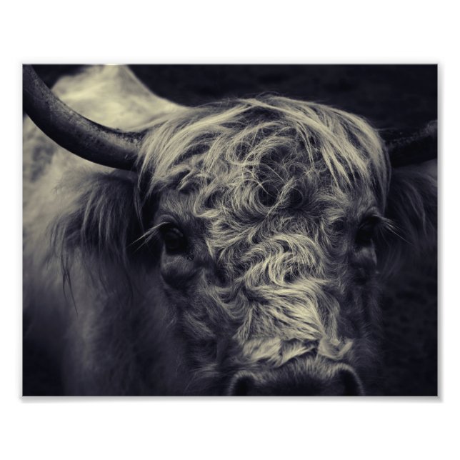 Foto boi escocês (Frente)