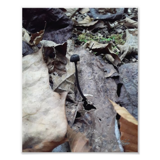 Foto Boné da meia-noite (Frente)