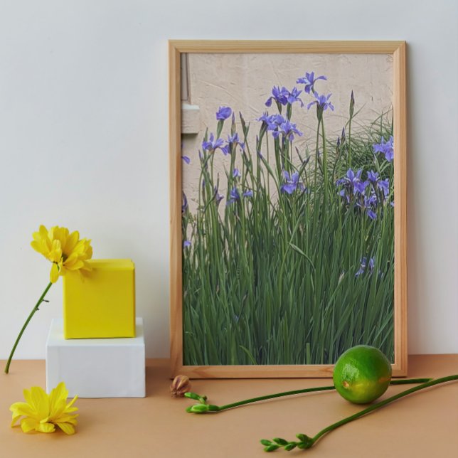 Foto Bonito Blue Irises Floral (In Situ (Framed))